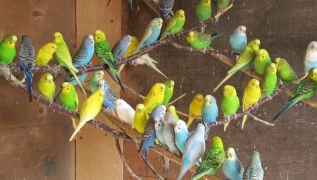 Alles over het kweken van papegaaien