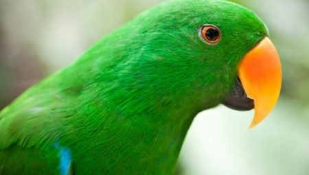 Vše o zelených papoušcích