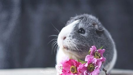 Choosing a name for a guinea pig girl