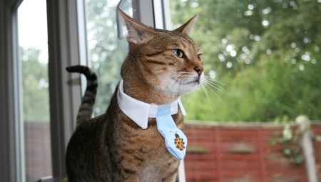 Choisir un collier de phéromone pour chats