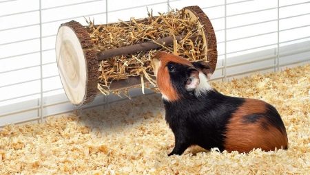 Memilih hay dan sennik untuk babi guinea