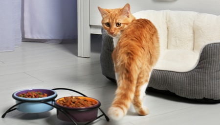 Válasszon száraz ételt az idősebb macskák számára