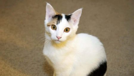 Japon kedileri: özellikleri, seçimi ve bakım kuralları