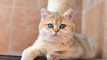 Χρυσό βρετανικό τσιντσιλά: περιγραφή των γατών, χαρακτηριστικά γνωρίσματα και κανόνες περιποίησης