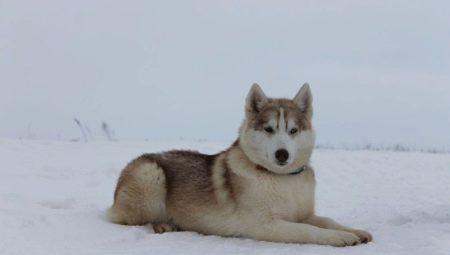 Alaskan Husky: Caracteristici de rasă și creștere