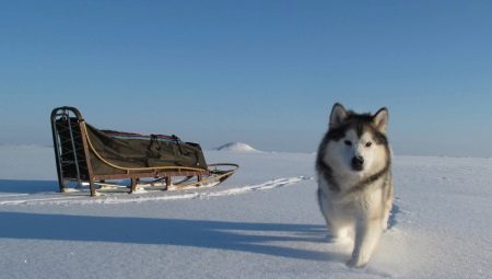 Aljašský malamut: vlastnosti plemena, povaha a obsah