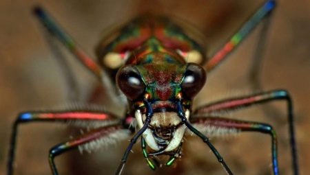Arachnofobie: příznaky a řešení
