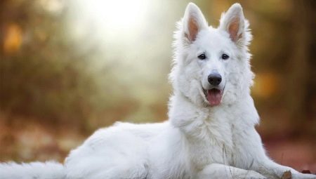 كلب الراعي السويسري الأبيض: وصف السلالة والتربية