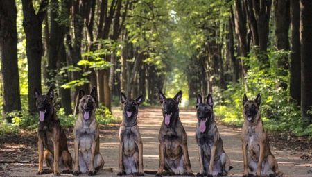 Белгийски овчарски кучета: характеристики, видове и съдържание