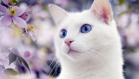 แมวสีขาวที่มีตาสีฟ้า: เป็นลักษณะหูหนวกของพวกเขาและพวกมันคืออะไร?