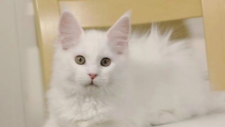White Maine Coons: funkce barvy a obsahu