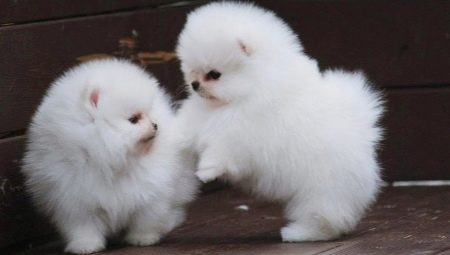 White Pomeranian Spitz: mô tả, nhân vật và chăm sóc