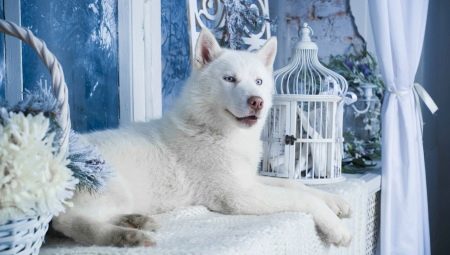 Husky branco: características de cores e regras de cuidados