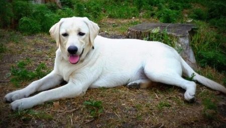 White Labrador: mô tả, nội dung và danh sách các biệt danh