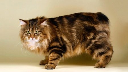 Gatti senza coda: razze popolari e regole per il loro contenuto