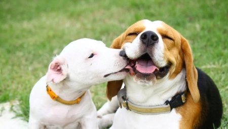 Beagle dan Jack Russell Terrier: perbandingan baka