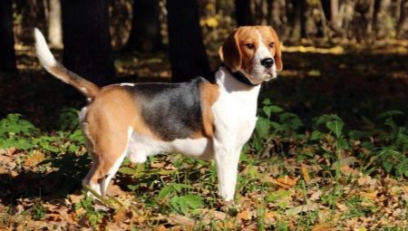 Beagle: ciri penerangan dan penjagaan baka