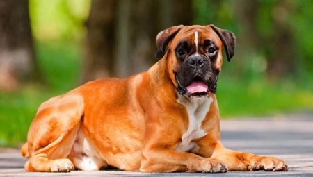 Bokseriai: šunų veislės istorija, temperamentas, geriausi vardai ir priežiūros ypatybės