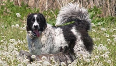 Cão de pastor búlgaro: descrição, alimentação e cuidados
