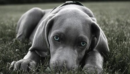 כלבי שורטאיר גדולים: תכונות תיאור וטיפוח גזע