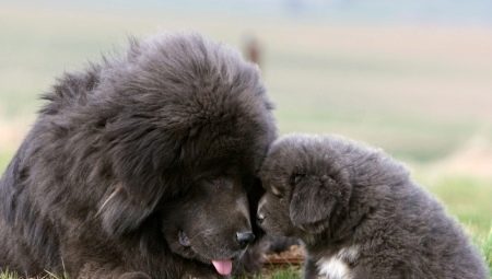 Grands chiens moelleux: caractéristiques, variétés, sélection et soins