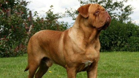Dogue de Bordeaux: breed description, nature and subtleties of content