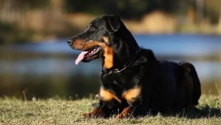 Beauceronas: šunų aprašymas ir turinys