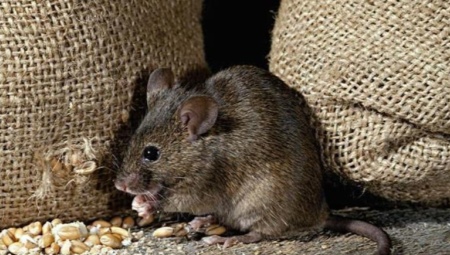 Страх от мишки: описание на болестта и начини да се отървете