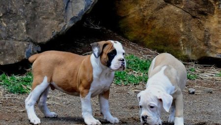 Бразилски булдог: всичко, което трябва да знаете за породата кучета