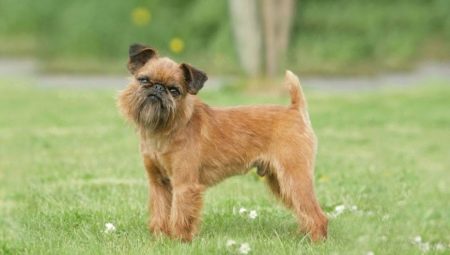 Brusel Griffon: charakterizace a chov psa