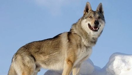Cão lobo tchecoslovaco: história de origem, características de caráter e conteúdo