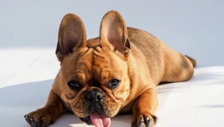 Mitä ja miten ruokkia ranskalainen bulldoggi?