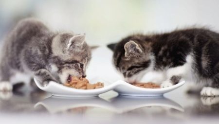 ماذا وكيف تطعم قطة صغيرة؟
