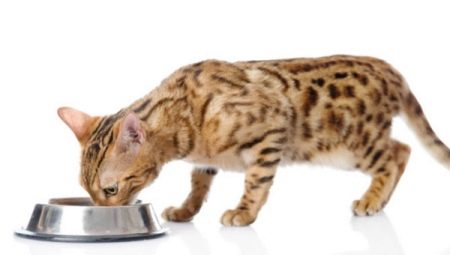 ¿Cómo alimentar a un gatito de Bengala y un gato adulto?