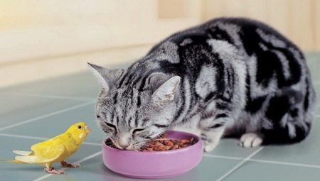 Hogyan lehet etetni egy skót egyenes macskát?
