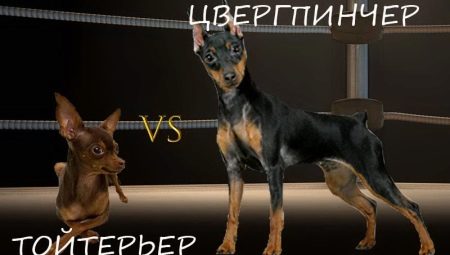 Apakah perbezaan di antara pincher dan terrier mainan?