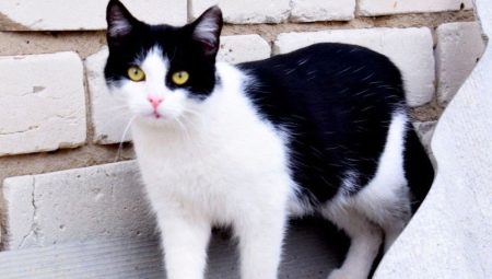 Juodos ir baltos katės: elgesys ir įprastos veislės