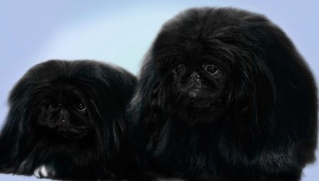 Black Pekingese: vlastnosti farby a starostlivosti