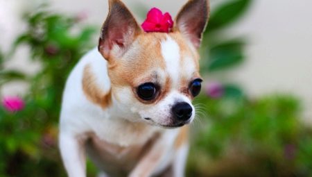 Chihuahua: kuvaus, lajit, luonto ja sisältö