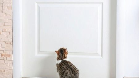 Cosa fare in modo che i gatti non segnino la porta d'ingresso?