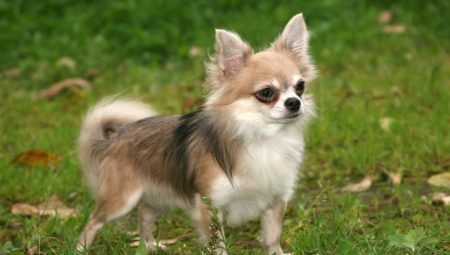 Chihuahua lông dài: tùy chọn màu sắc, tính cách, quy tắc chăm sóc