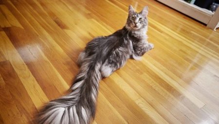 What is a cat tail for?
