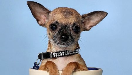 Koliko su stari Chihuahuas?