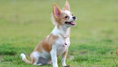 Latihan Chihuahua: Peraturan dan Menguasai Pasukan Asas
