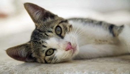 Egejska mačka: opis pasmine, karakter i njega