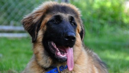 Estrel Shepherd Dog: penerangan baka dan pembiakan