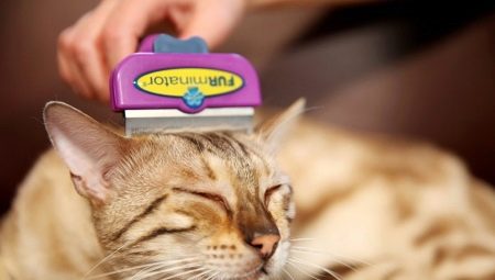 Ferminatorer til katte: beskrivelse, typer, valg og anvendelse