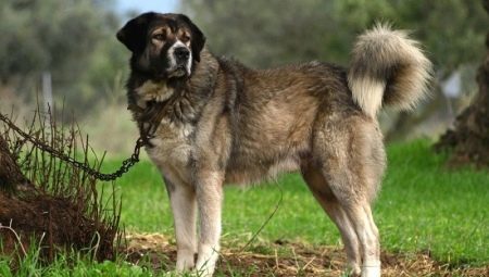 Shepherds Greek: perihalan baka dan keadaan menjaga anjing