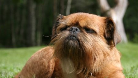 Griffon: tipuri de câini și conținutul acestora