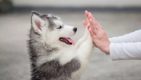 Characteristics and features of the content of husky puppies 2 months old